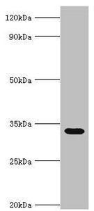 STOM antibody