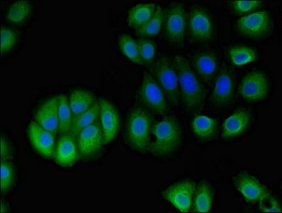 STOML1 Antibody