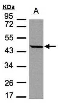 STOML1 antibody