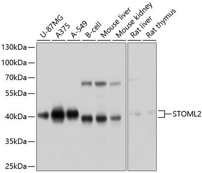 STOML2 antibody
