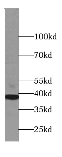 STOML2 antibody