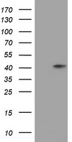 STOML3 antibody