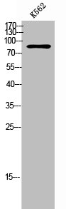 STON1 antibody