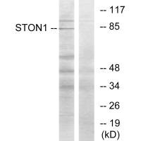 STON1 antibody