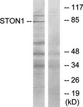 STON1 Antibody