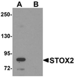 STOX2 Antibody