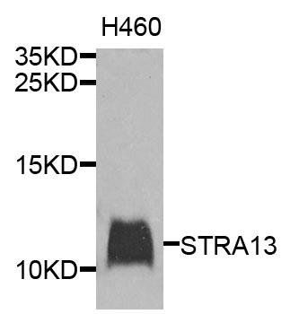 STRA13 antibody