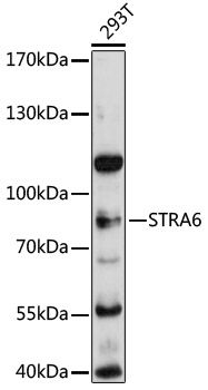 STRA6 antibody