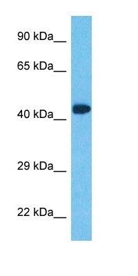 STRAB antibody