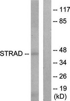 STRAD antibody