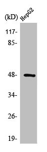 STRADA antibody