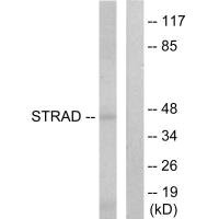 STRADA Antibody