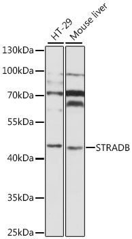 STRADB antibody