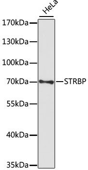 STRBP antibody