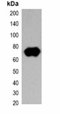 Strep-tag II antibody