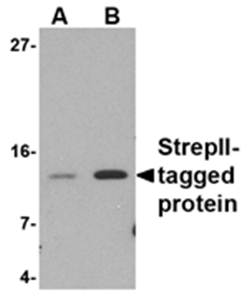 StrepII-tag Antibody