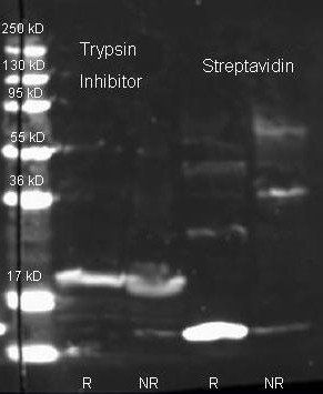 Streptavidin antibody (FITC)