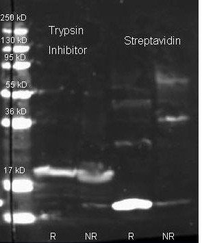 Streptavidin antibody (Peroxidase)
