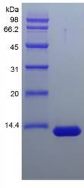 Streptavidin protein