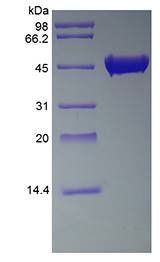 Streptokinase protein