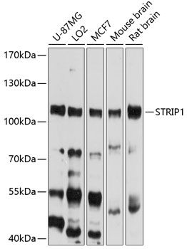 STRIP1 antibody