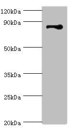 STRN antibody