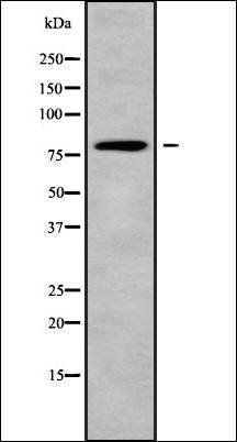 STRN4 antibody