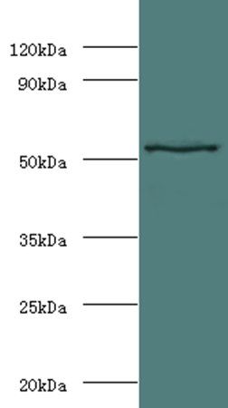 Stromelysin-1 antibody