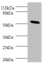 Stromelysin-2 antibody