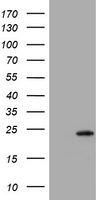 Strumpellin (WASHC5) antibody