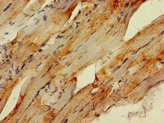 STUB1 Antibody