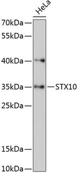 STX10 antibody