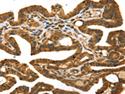 STX11 Antibody