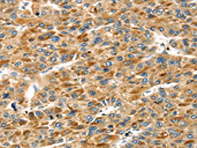 STX11 Antibody