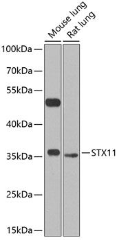 STX11 antibody