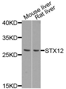 STX12 antibody