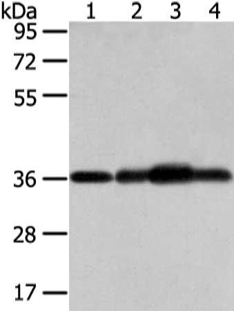 STX12 antibody