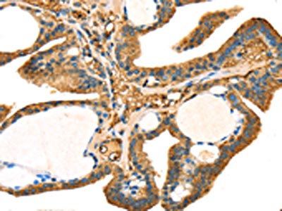 STX18 Antibody