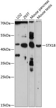 STX18 antibody