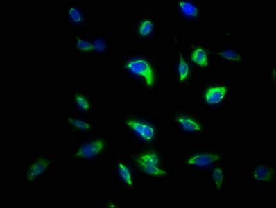 STX4 Antibody