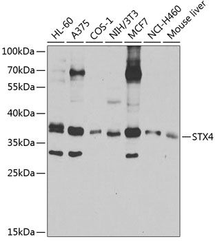 STX4 antibody