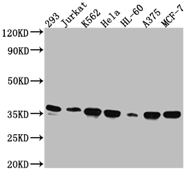 STX4 Recombinant Monoclonal Antibody