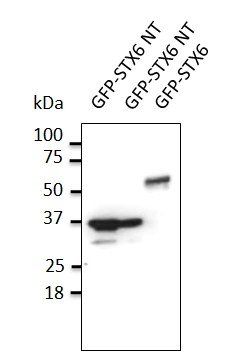Anti-STX6