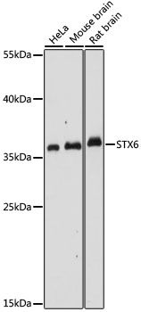 STX6 antibody