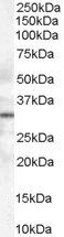 Goat anti-STX6 Antibody