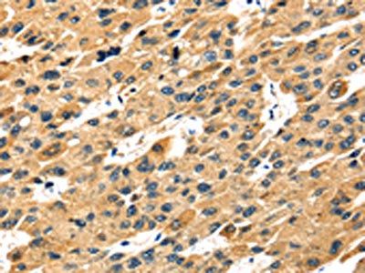STX7 Antibody