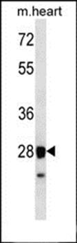 STX8 antibody