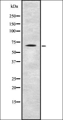 STXBP1 antibody