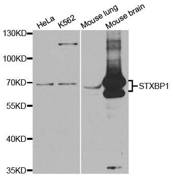 STXBP1 antibody