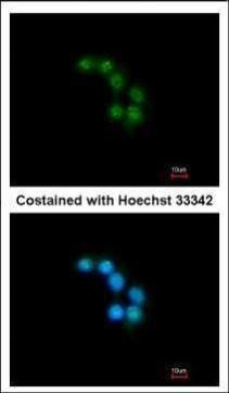 STXBP2 antibody [N2C1], Internal